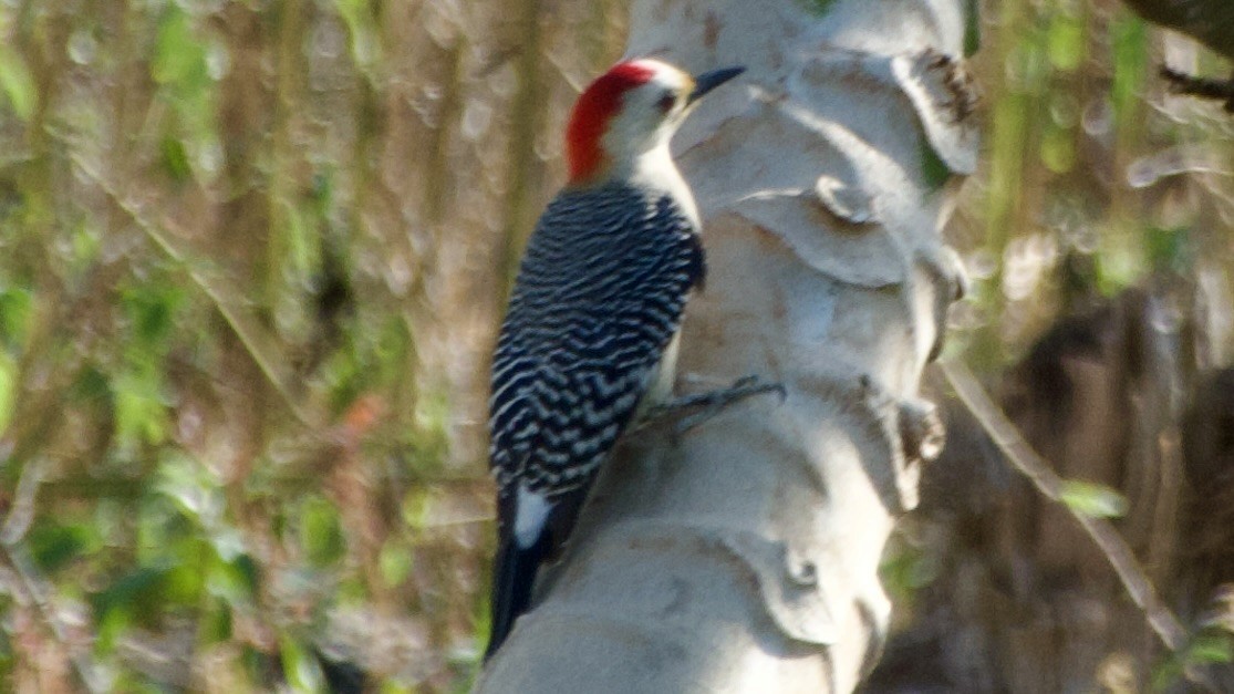 Yucatan Woodpecker - ML616807636