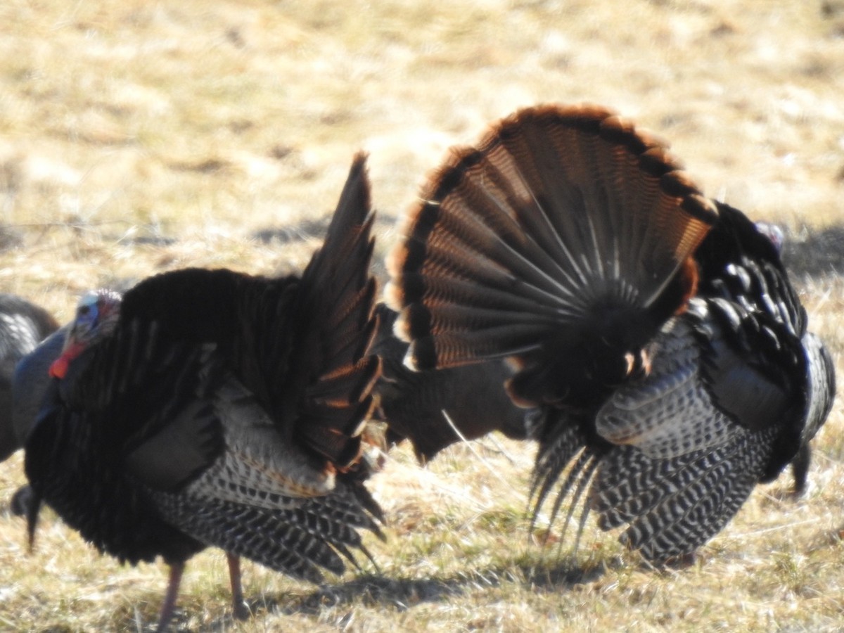 Wild Turkey - ML616807656