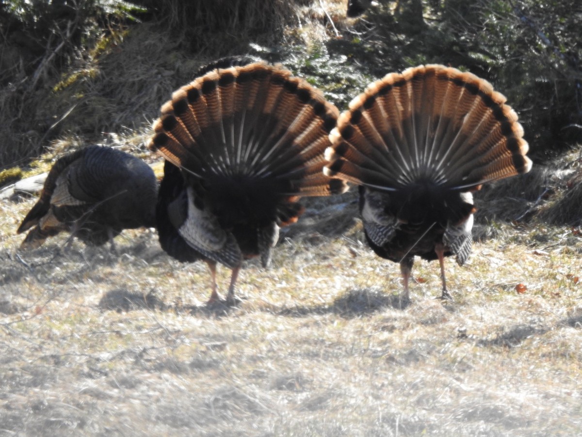 Wild Turkey - ML616807658