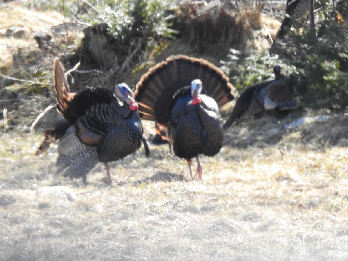 Wild Turkey - ML616807659