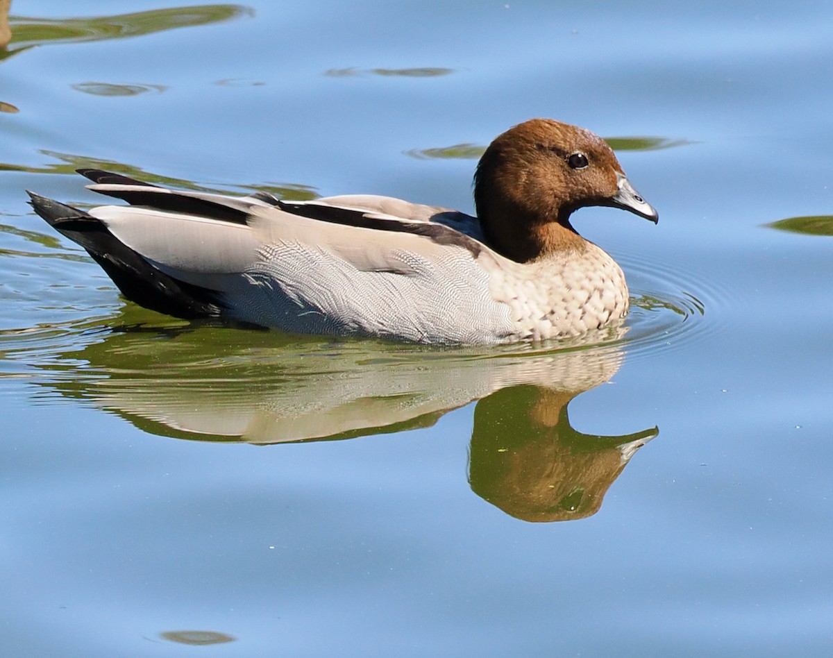 Maned Duck - ML616807686