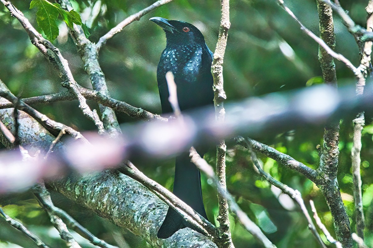 Spangled Drongo - ML616807703