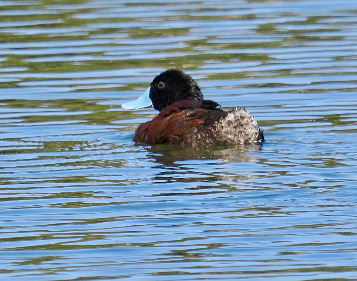 Blue-billed Duck - Ken Glasson