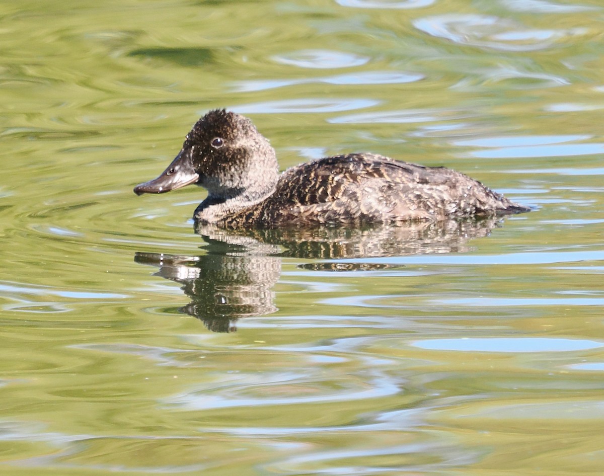 Blue-billed Duck - Ken Glasson