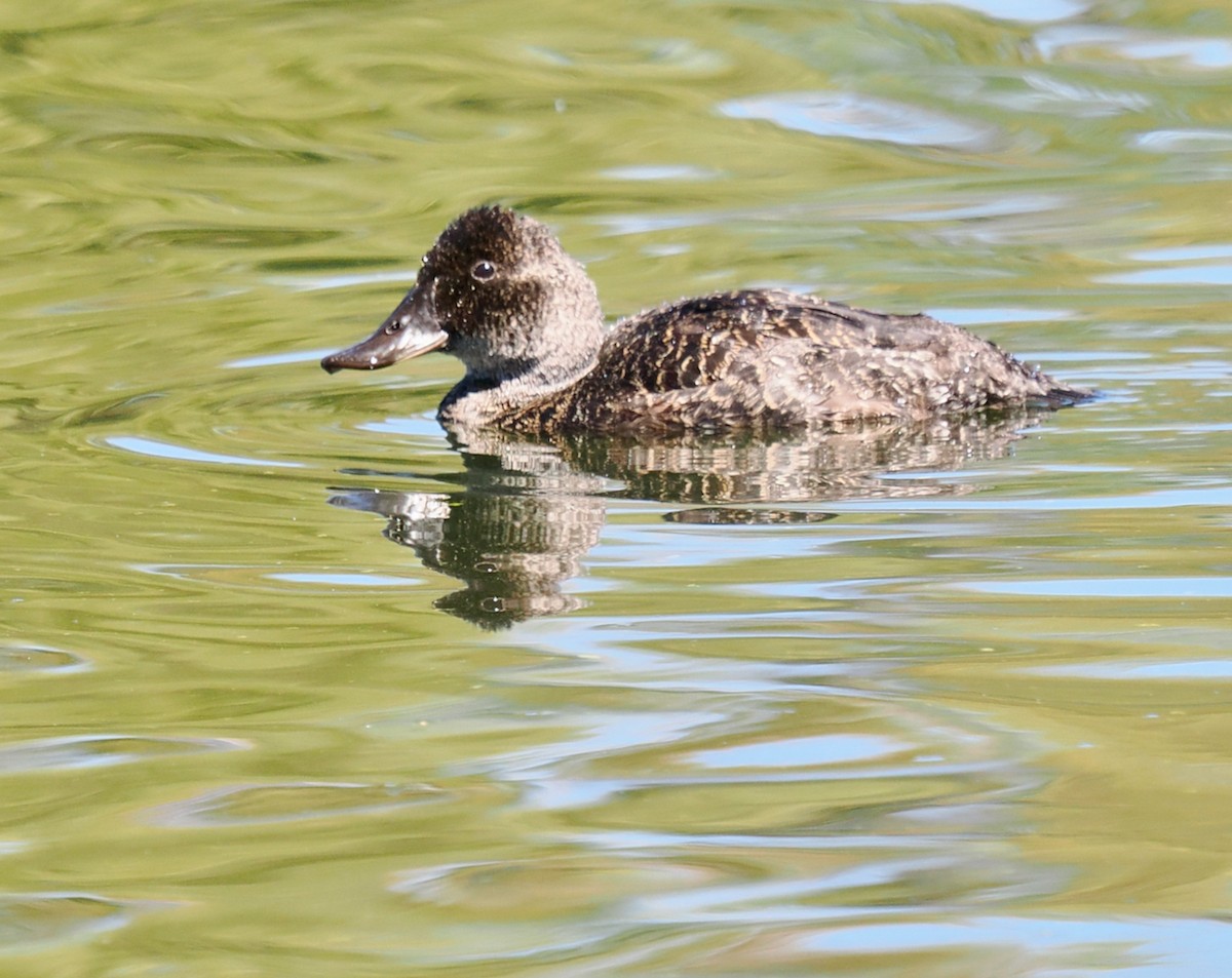 Blue-billed Duck - Ken Glasson