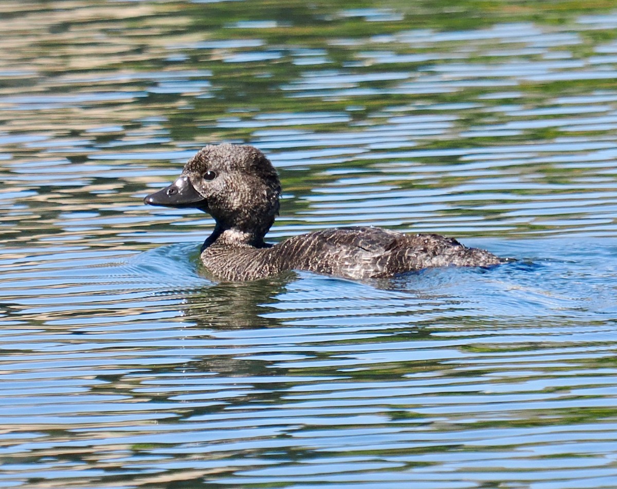 Musk Duck - ML616807739