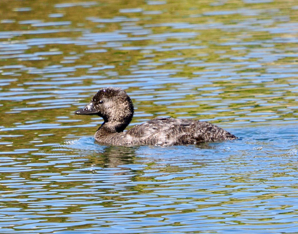 Musk Duck - ML616807742