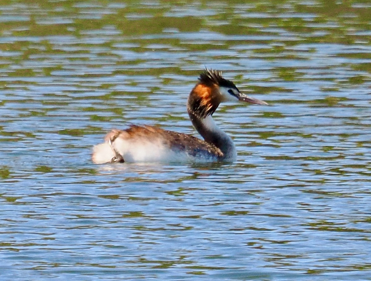 Great Crested Grebe - ML616807758