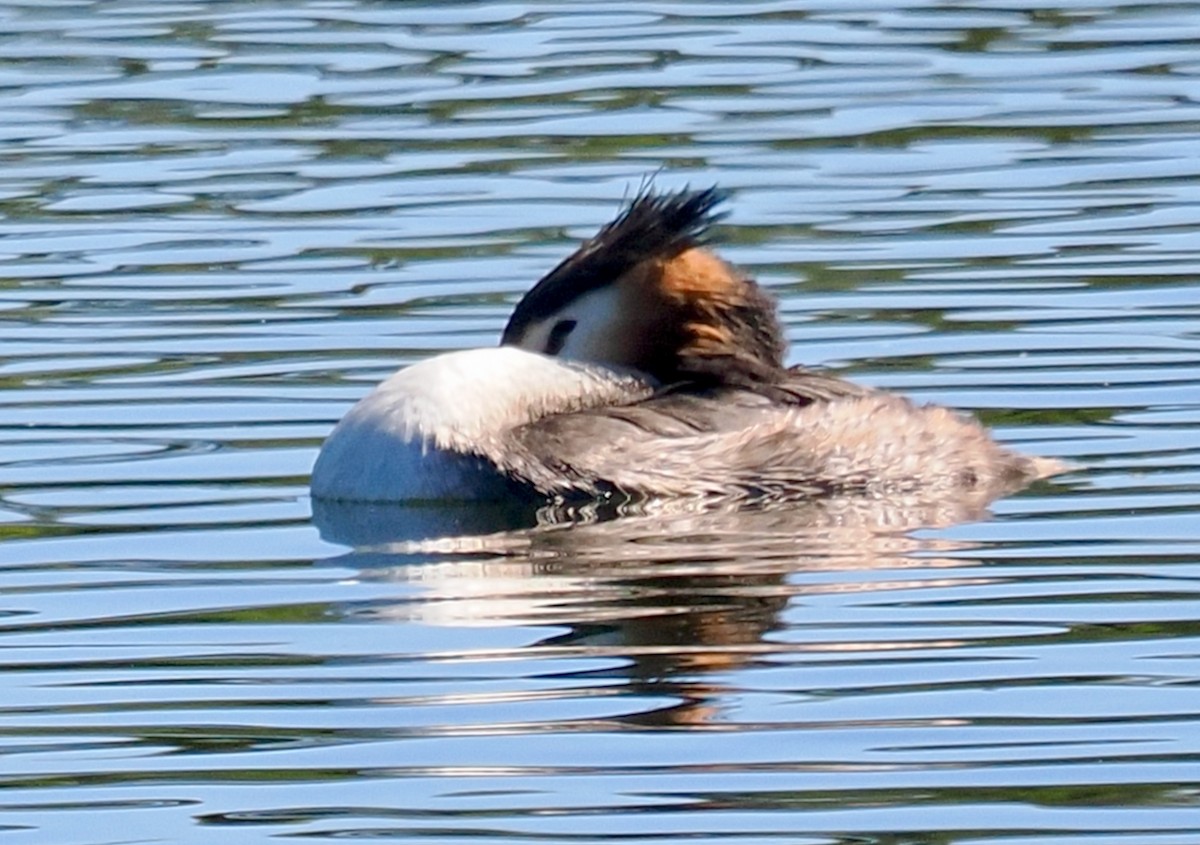 Great Crested Grebe - ML616807759