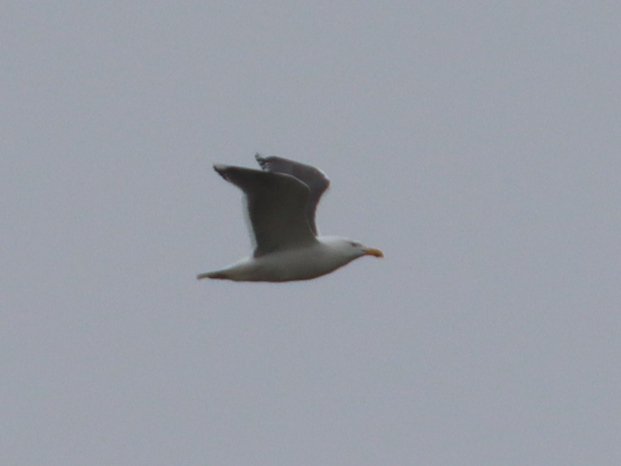 Great Black-backed Gull - Bart Westgeest