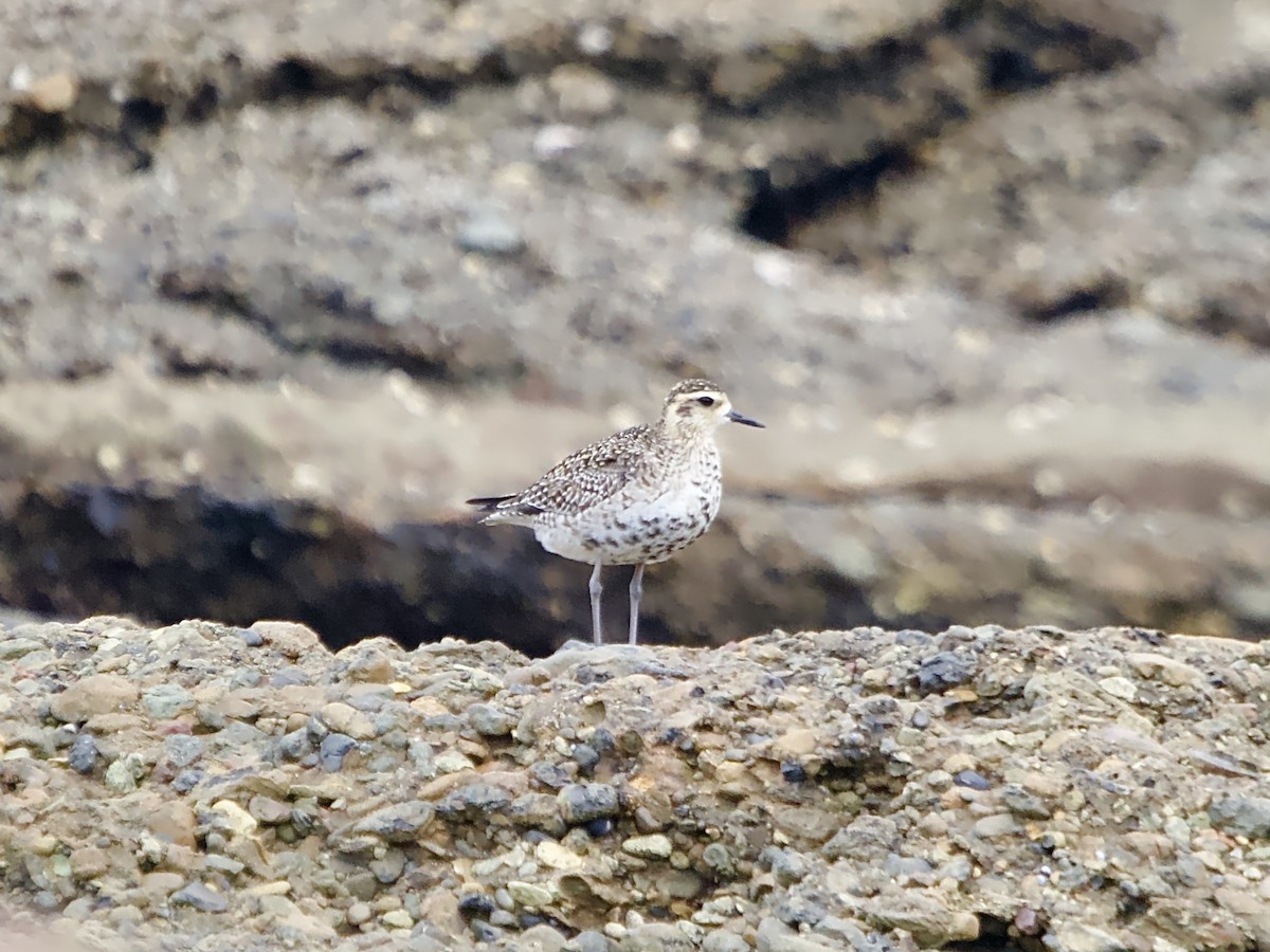 Pacific Golden-Plover - ML616807777