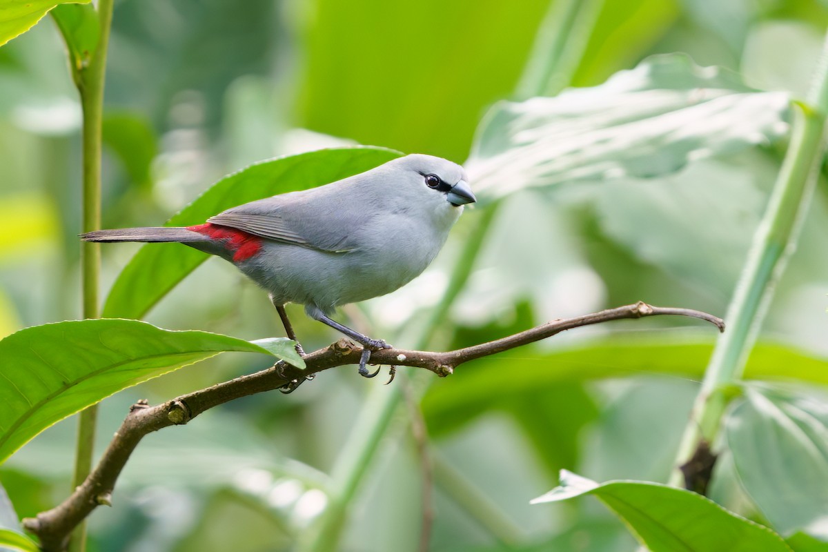 Black-tailed Waxbill - Reece Dodd | Rockjumper Birding Tours