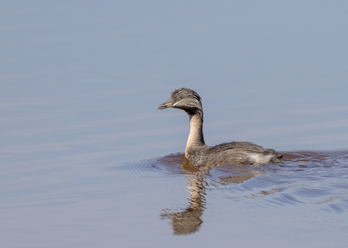 Hoary-headed Grebe - ML616807797