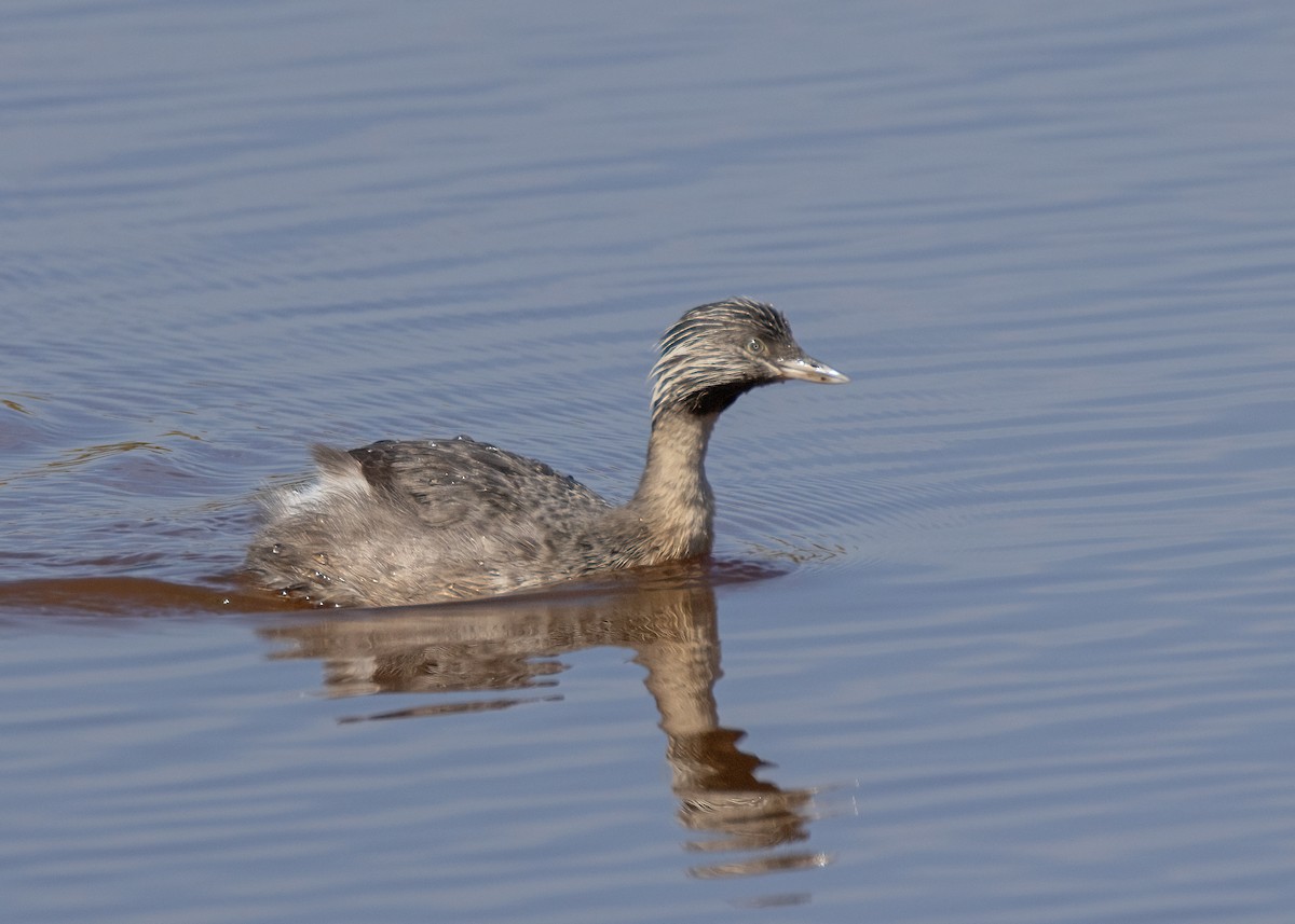 Hoary-headed Grebe - ML616807798