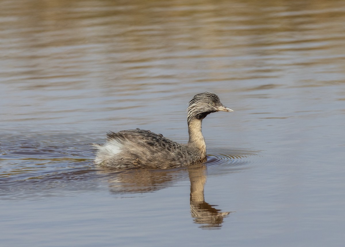 Hoary-headed Grebe - ML616807802