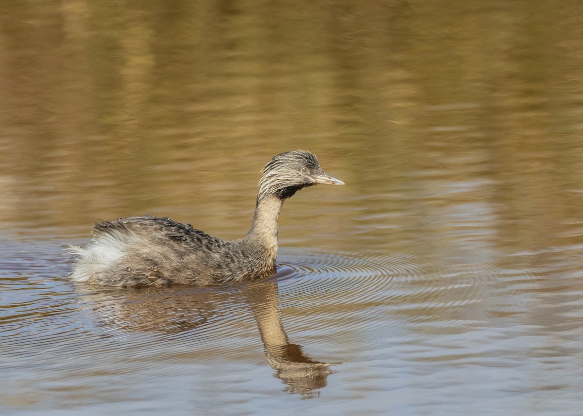 Hoary-headed Grebe - ML616807803