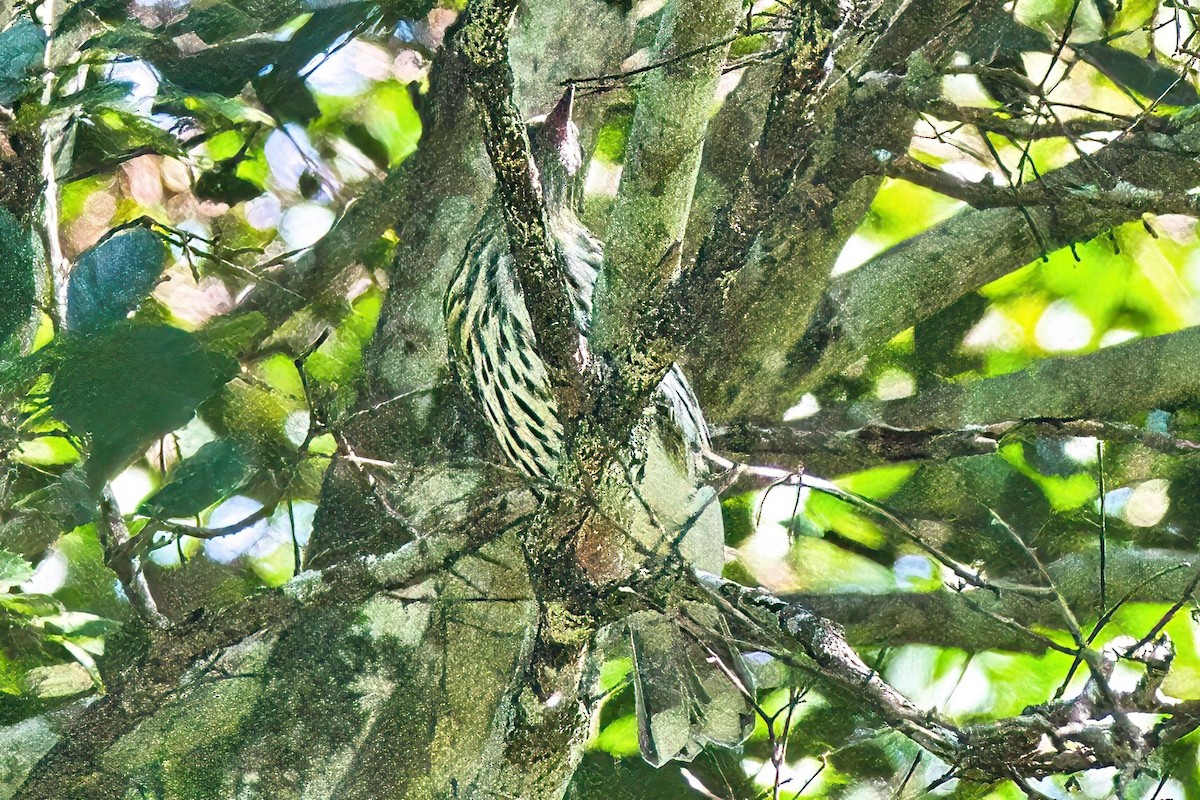 Olive-backed Oriole - ML616807804