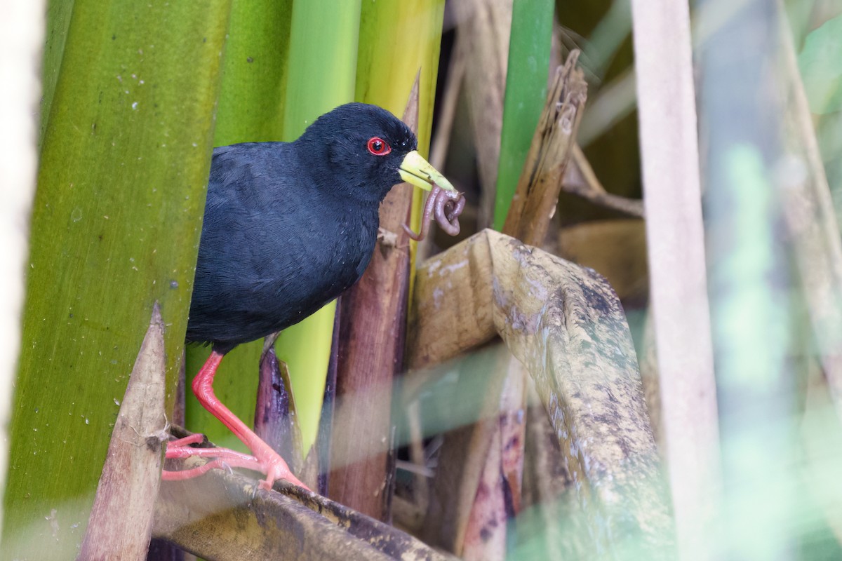 Black Crake - Reece Dodd