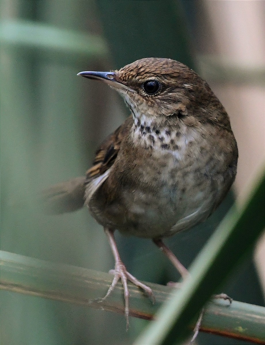 Baikal Bush Warbler - ML616807834