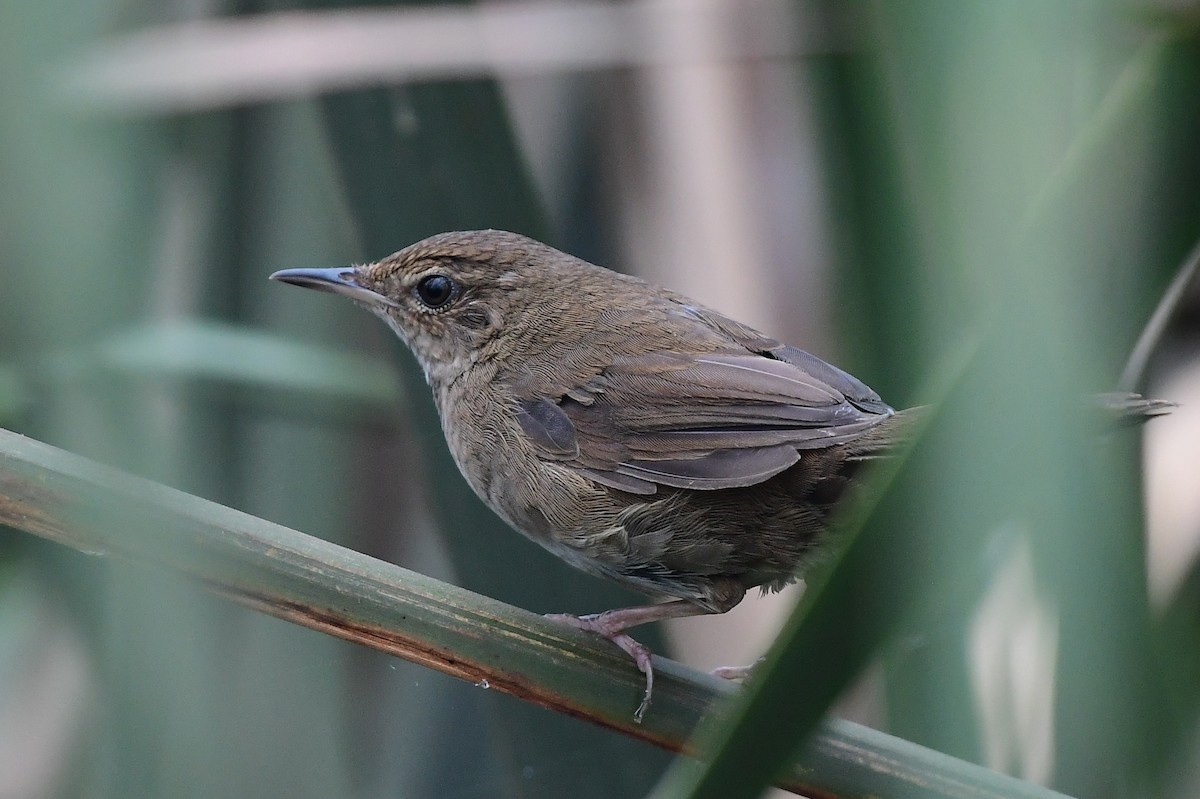 Baikal Bush Warbler - ML616807836