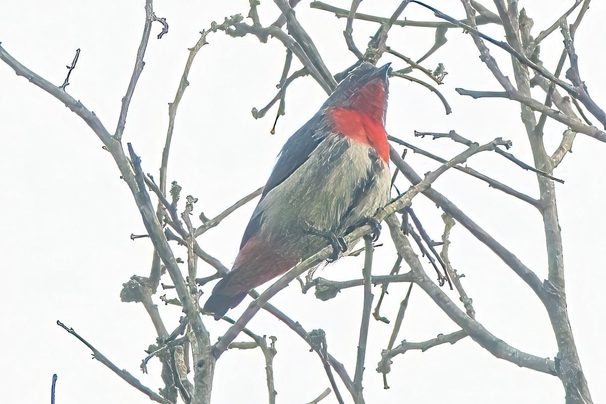 Mistletoebird - ML616807915