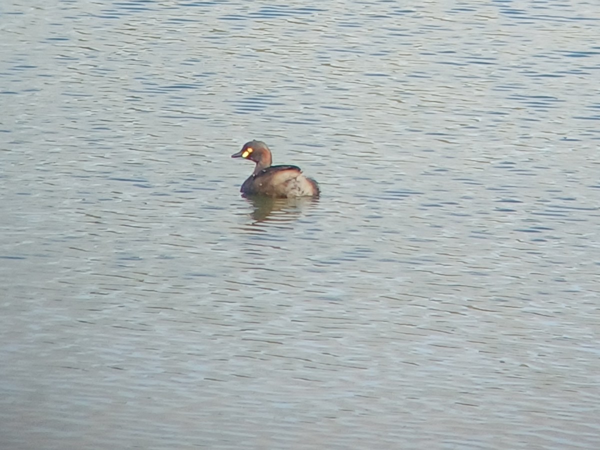 Australasian Grebe - ML616807932