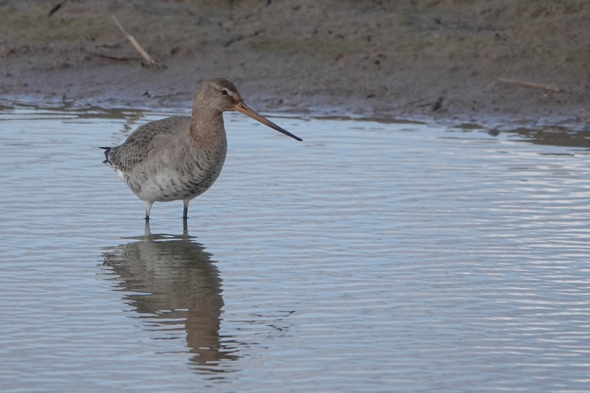 Black-tailed Godwit - ML616807942