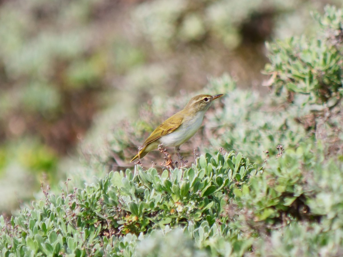 Ijima's Leaf Warbler - An Chou