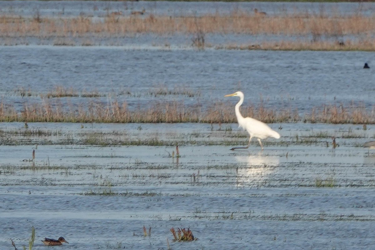 Great Egret - ML616807947