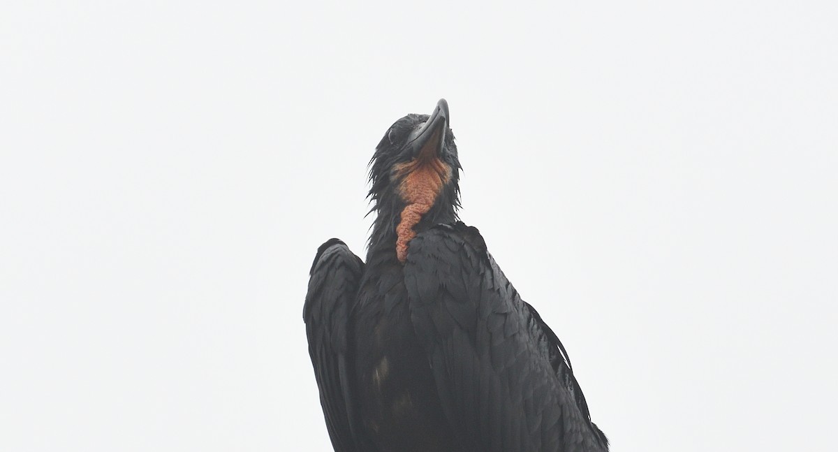 Magnificent Frigatebird - ML616807969