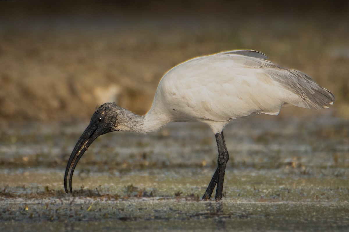 ibis černohlavý - ML616807970