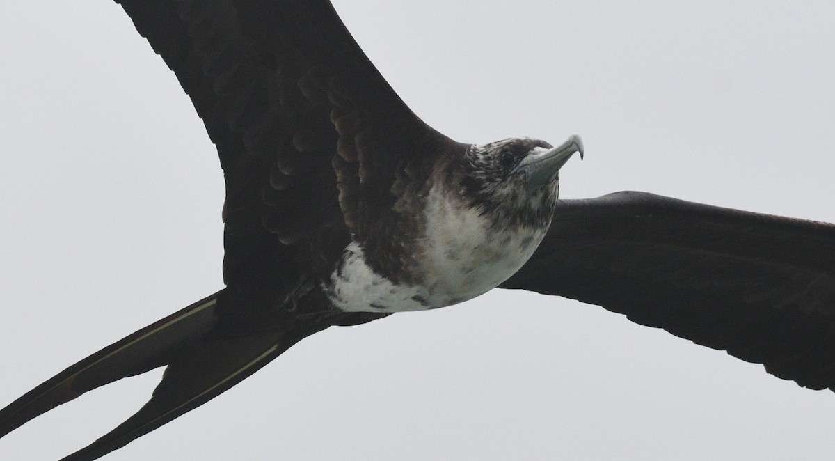 Great Frigatebird - ML616807972