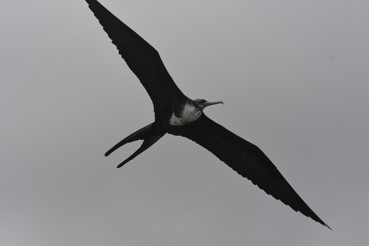 Great Frigatebird - ML616807978