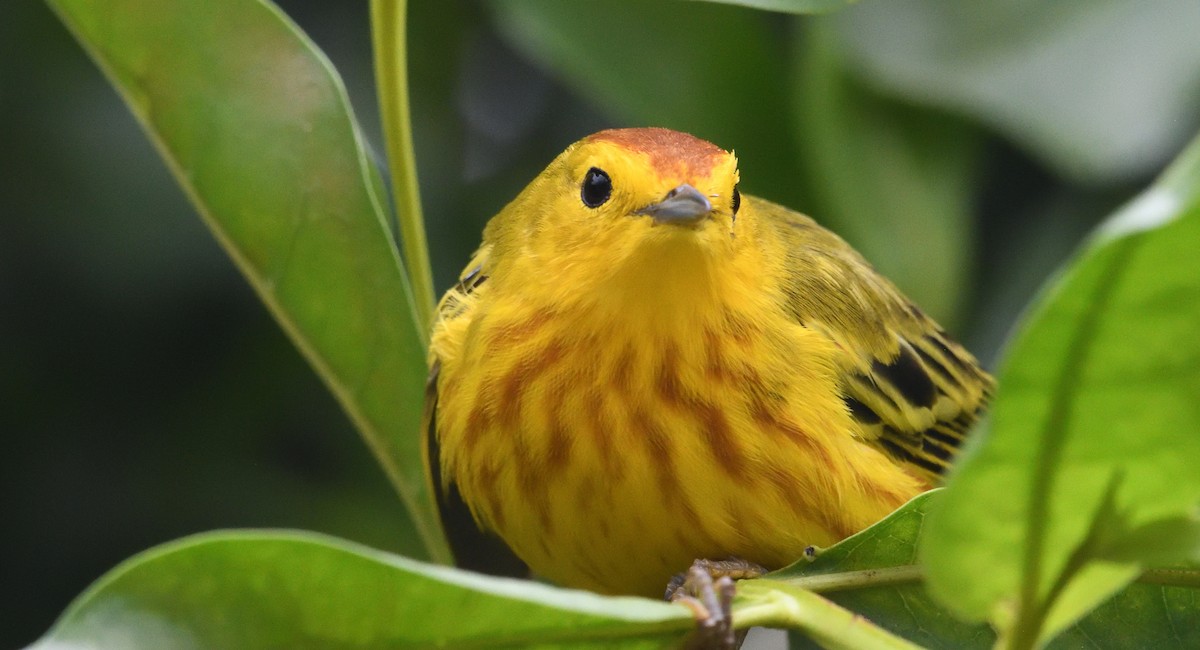 Paruline jaune - ML616807983