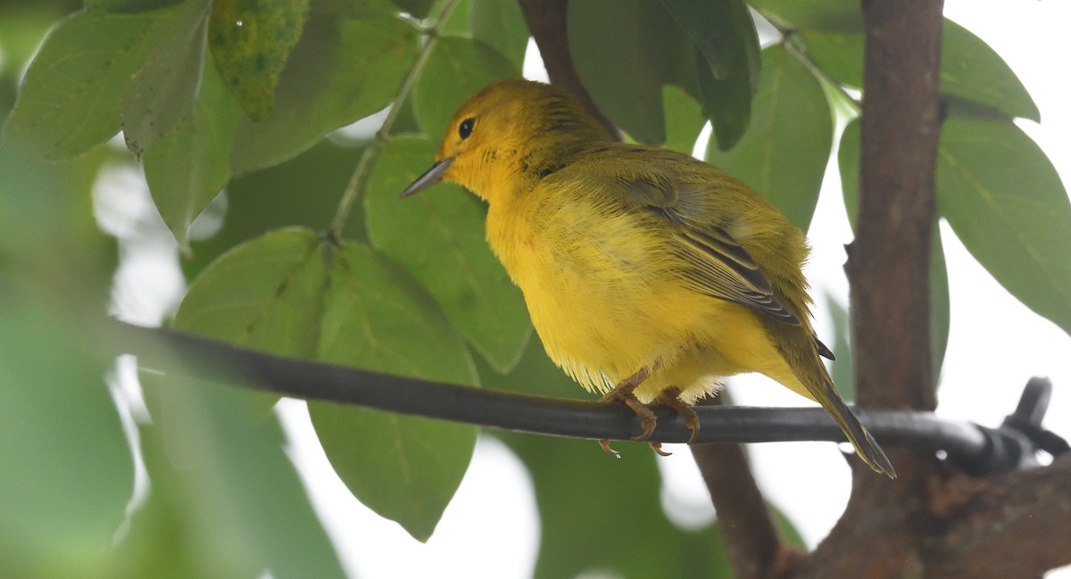 Paruline jaune - ML616808019