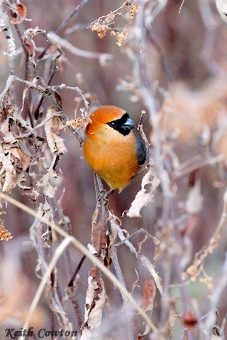 Red-headed Bullfinch - ML616808045