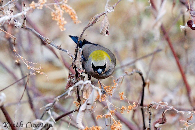 Red-headed Bullfinch - ML616808047