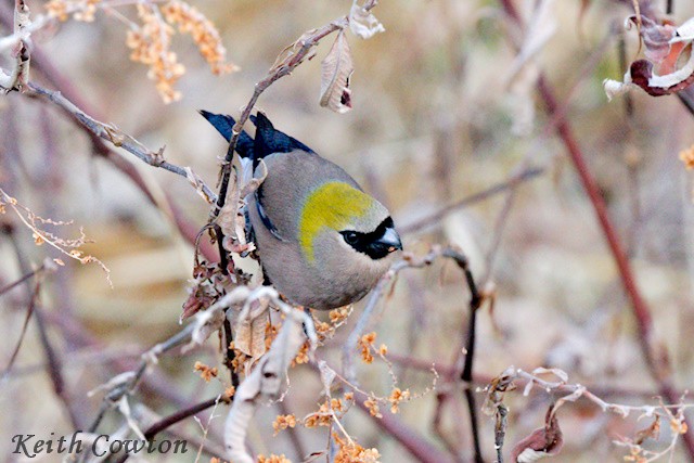 Red-headed Bullfinch - ML616808048