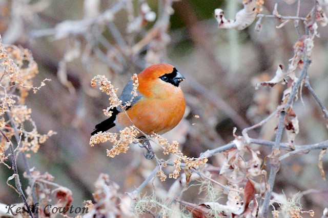 Red-headed Bullfinch - ML616808050