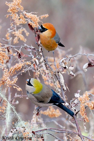 Red-headed Bullfinch - Keith Cowton