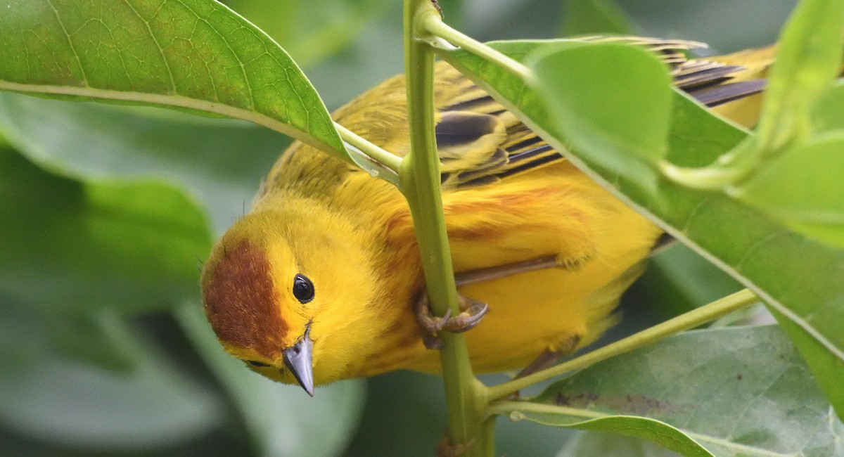 Yellow Warbler - ML616808053