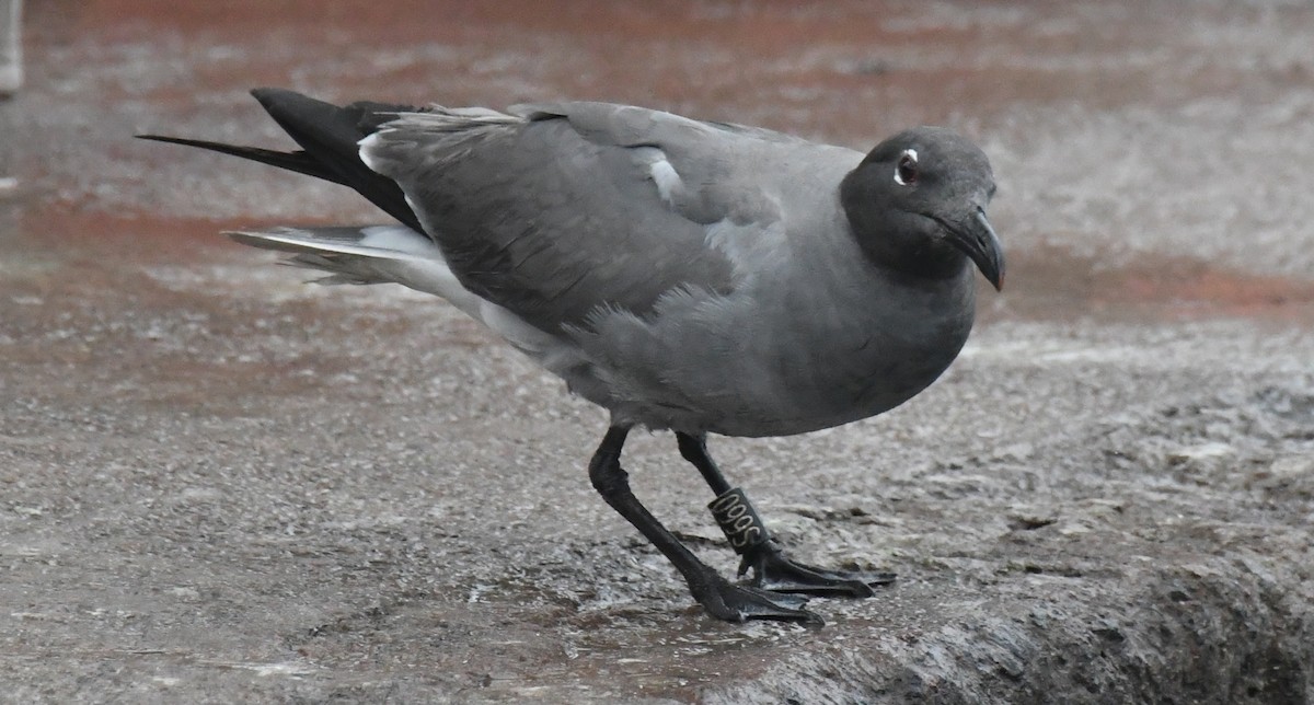 Mouette obscure - ML616808075