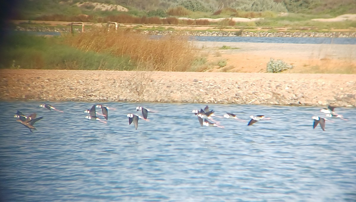 Pied Stilt - ML616808091