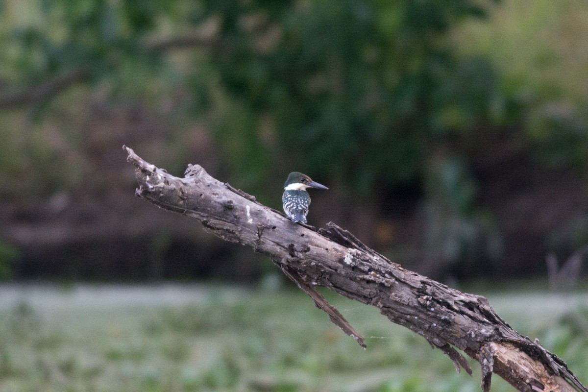 Green Kingfisher - Colton Robbins