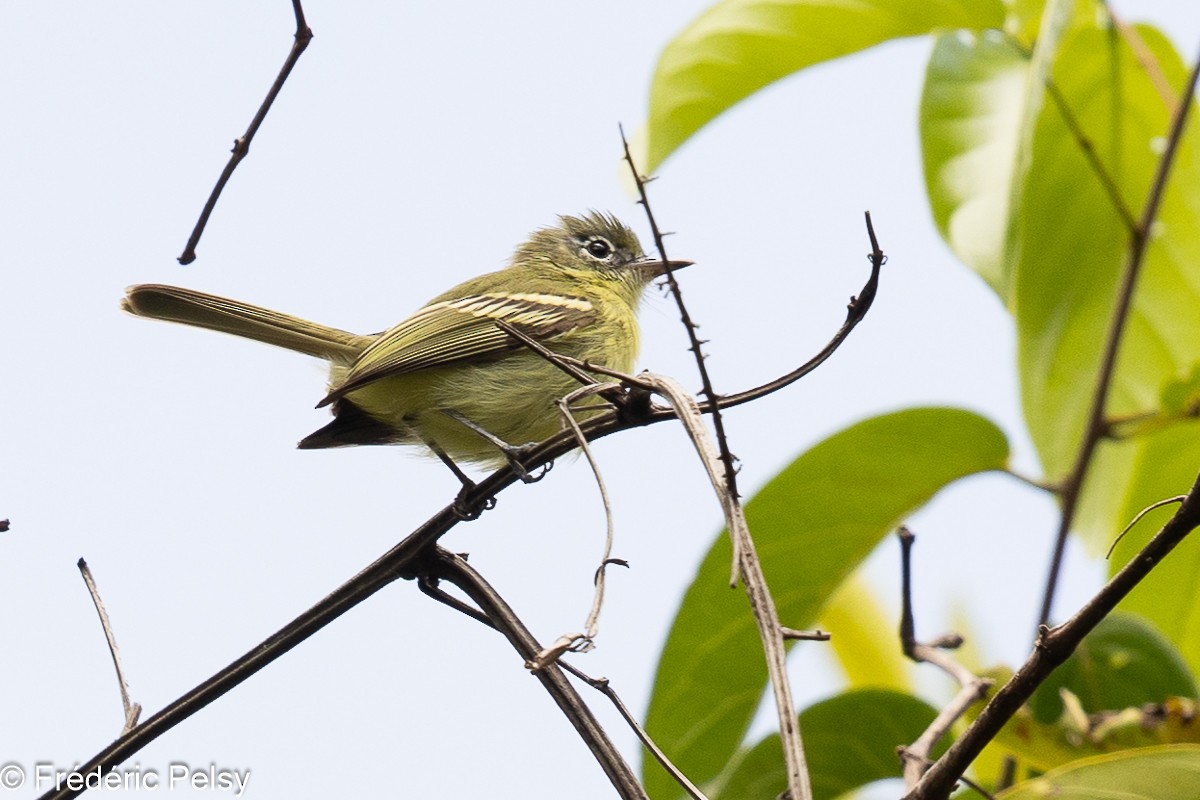 Yellow-green Tyrannulet - ML616808110