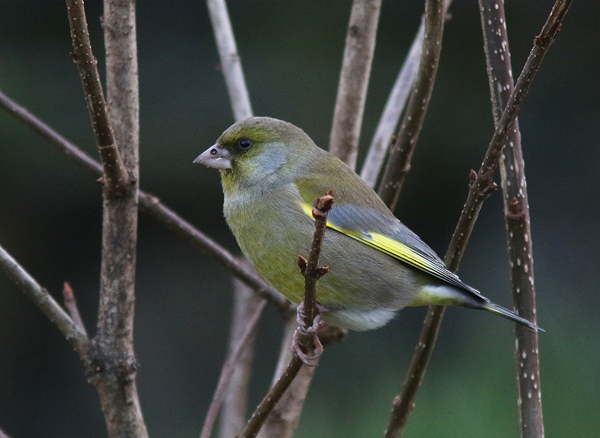 European Greenfinch - ML616808164