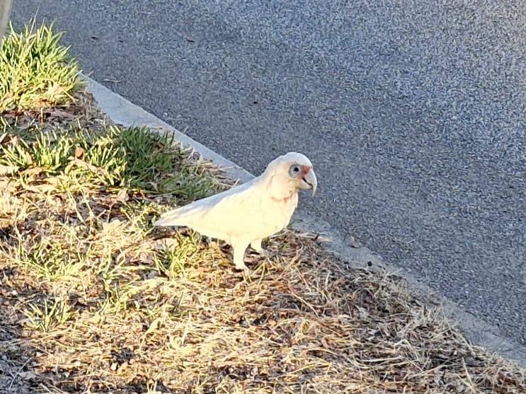 Long-billed Corella - ML616808180