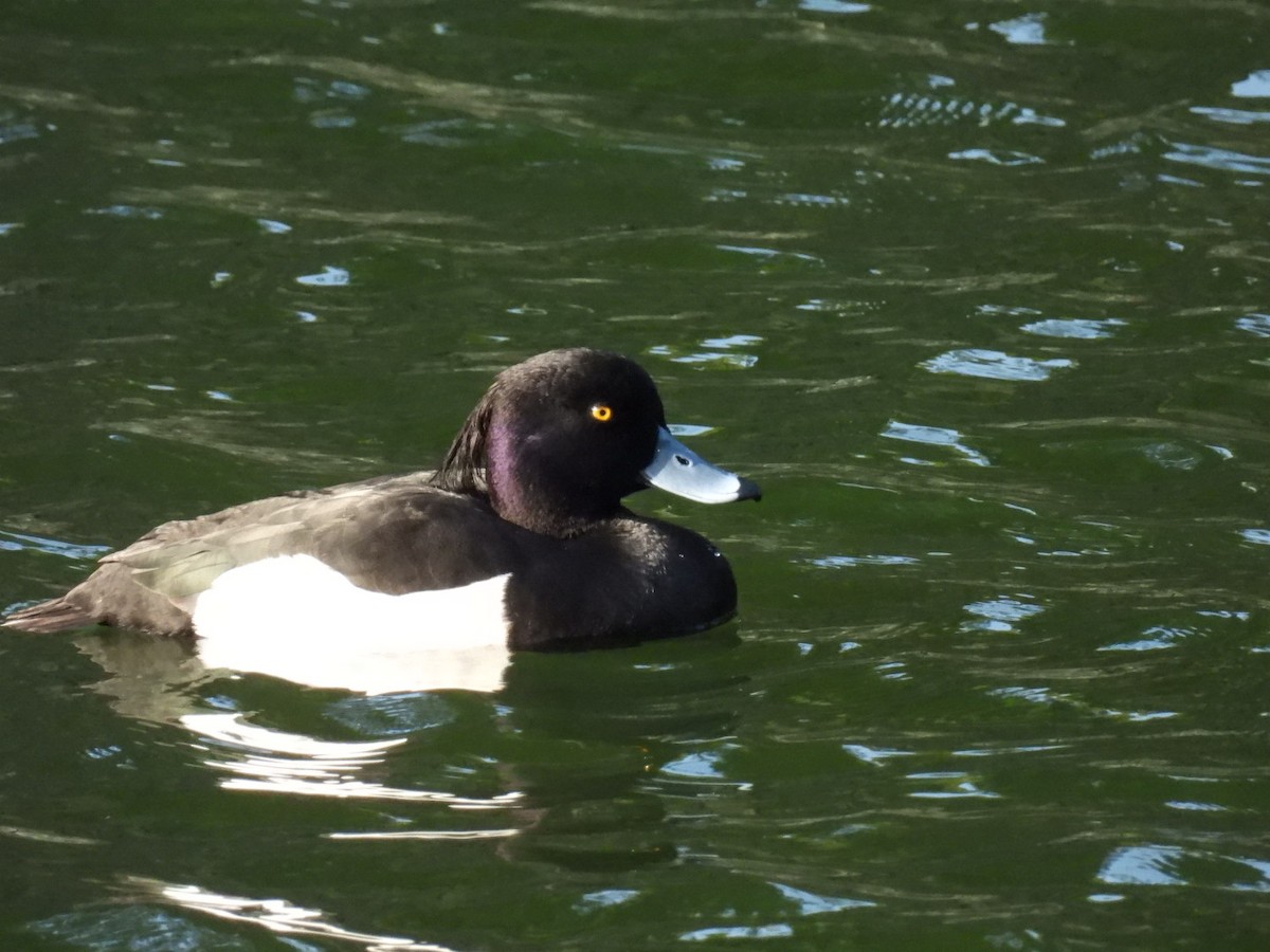 Tufted Duck - ML616808184