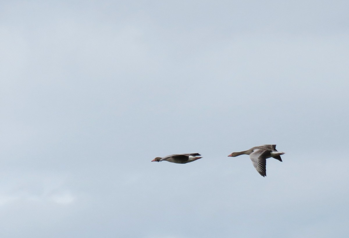 Graylag Goose - ML616808203