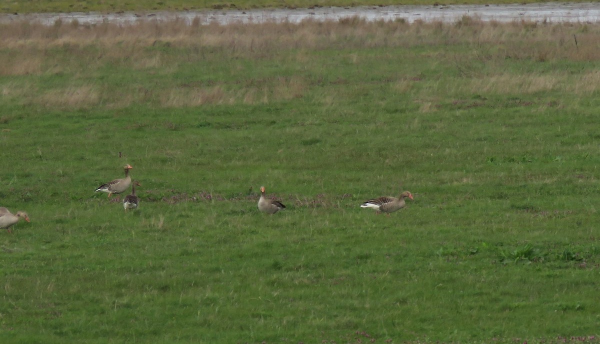 Graylag Goose - ML616808204